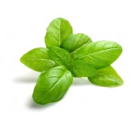 Basil (Ocimum Basilicum)