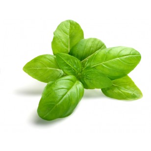 Basil (Ocimum Basilicum)