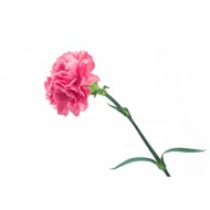 Carnation (Dianthus Caryophyllus)