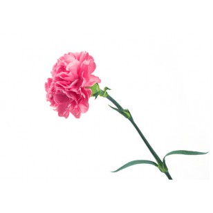 Carnation (Dianthus Caryophyllus)