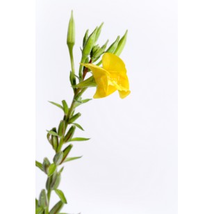 Evening Primrose