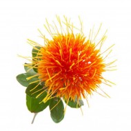 Safflower
