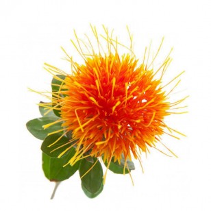 Safflower